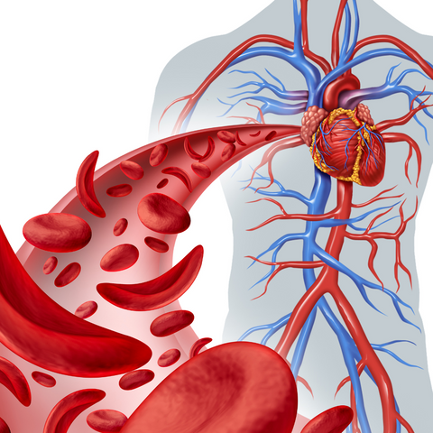 Your heart beats 100,000 times a day, pumping blood through a 60,000-mile network – Nutri Intact